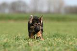 BERGER ALLEMAND 1149